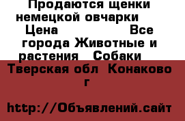 Продаются щенки немецкой овчарки!!! › Цена ­ 6000-8000 - Все города Животные и растения » Собаки   . Тверская обл.,Конаково г.